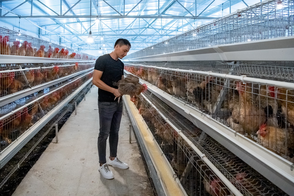 1678857344652066255.jpg 規模化的七百弄雞種雞房--黃嘉標攝.jpg