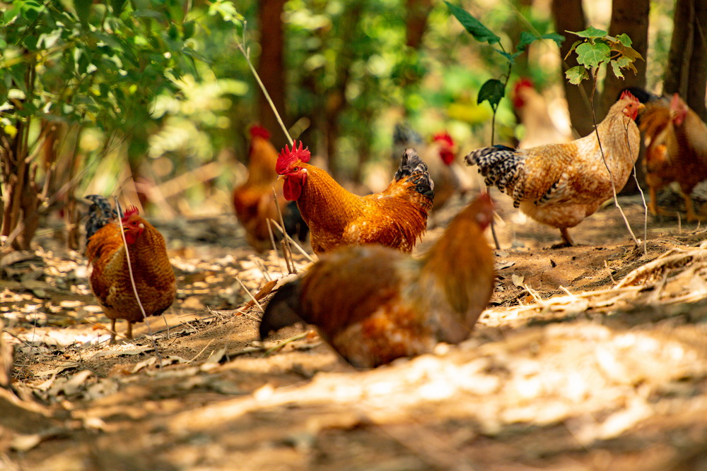 1678857355430030560.jpg 開放式養雞場 黃嘉標攝.jpg