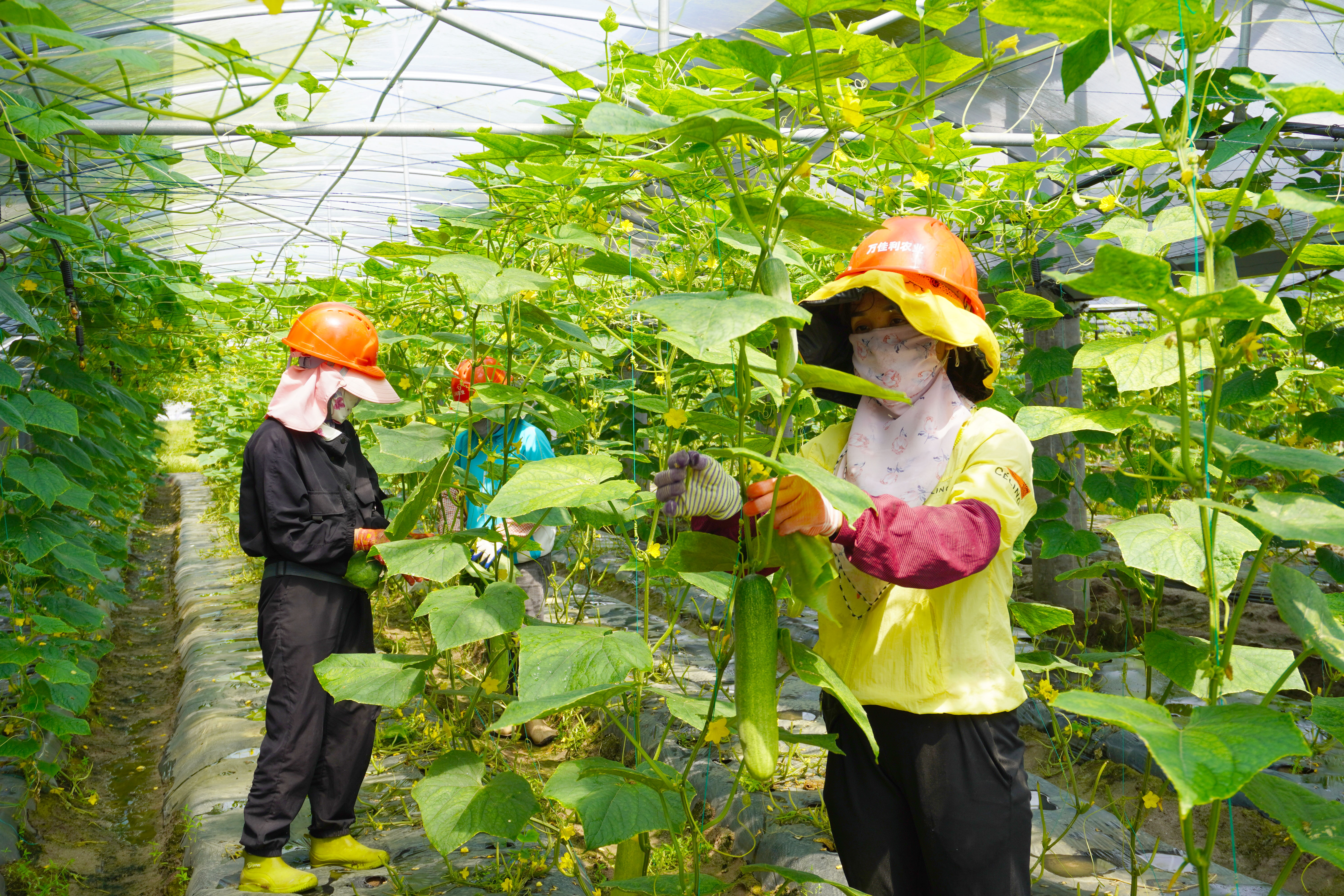 1723015017099085199.jpg 大唐萬寧和山“農光互補”光伏.jpg